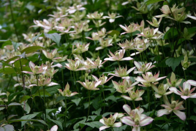 clematis_marjorie.jpg