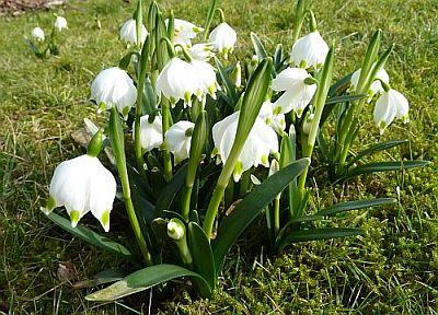 Leucojum_vernum10302373.jpg