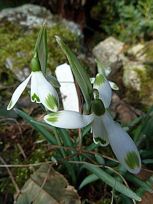 Galanthus_viridapice_P10302351.jpg