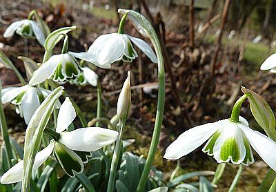 Galanthus_DionysusP10302441.jpg