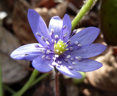 Hepatica_transsylvatica_De_Buis_Strain_P10302411.jpg