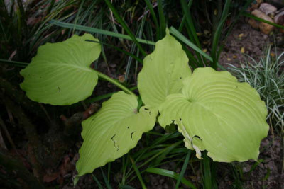 hosta_dawns_early_light.jpg