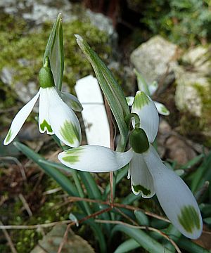 Galanthus_viridapice_P10302352.jpg