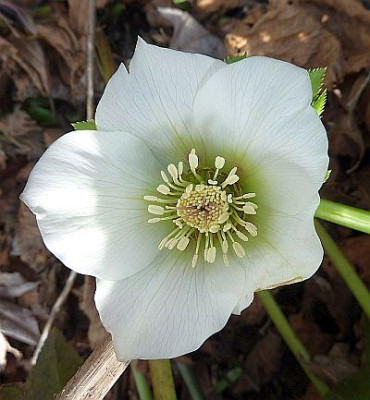 Susa-Slg_Hasel_2__P1030246.jpg
