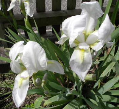 Iris_florentina_2005-05-23.JPG