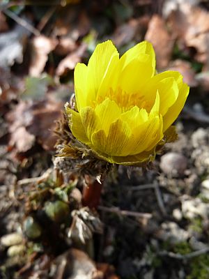 Adonis_amurensis_P10302421.jpg
