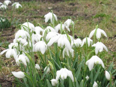 Schneeglockchen_Gartenpur.jpg