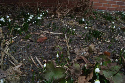 leucojum_uebigau20120304.jpg