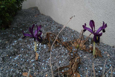 iris-george_blaukornmulch_20120304.jpg