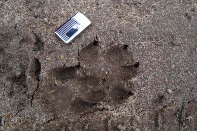 baer_oder_hund-von-uebigau_20120304.jpg