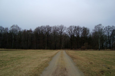 uebigauer-wald_201020304.jpg