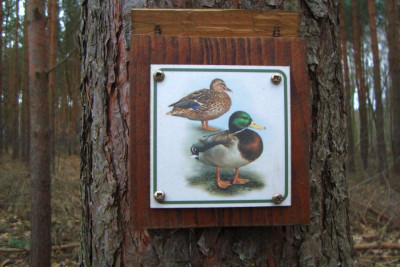 stockentenweg_20120304.jpg