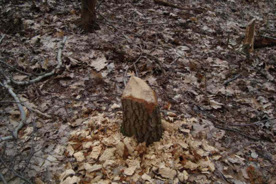 biber1_20120304.jpg