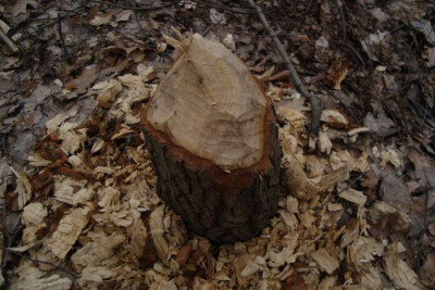 biber2_20120304.jpg