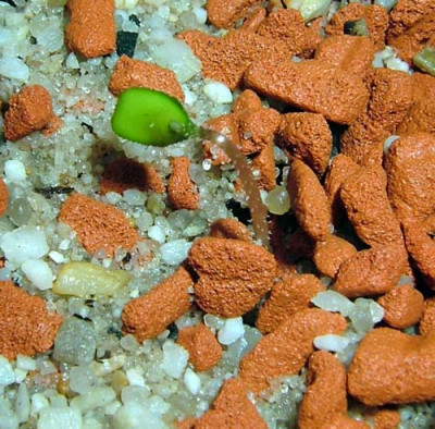 003ersteRose_FebrMarz2012DS.jpg