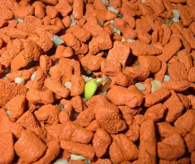 002ersteRose_FebrMarz2012DS.jpg