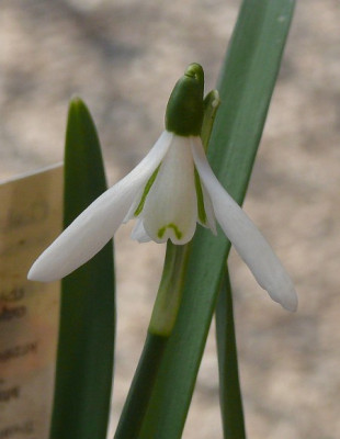 galanthus_nivalis_2012-03-04_406k.jpg