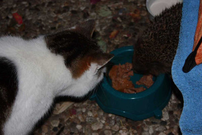 Katze-und-Igel-2.jpg