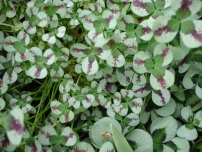 Groenanderung_Marz_2012_Egi_005.jpg