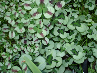 Groenanderung_Marz_2012_Egi_008.jpg