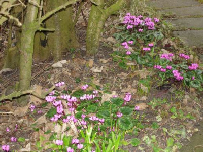Groenanderung_Marz_2012_Egi_024.jpg
