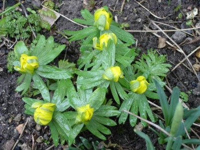 Groenanderung_Marz_2012_Egi_019.jpg