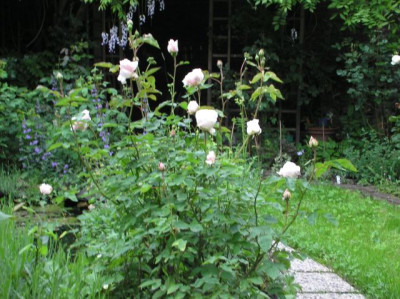 rose2.JPG