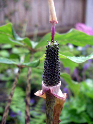 Aisaema_nepenthoides_2005-05-23.JPG
