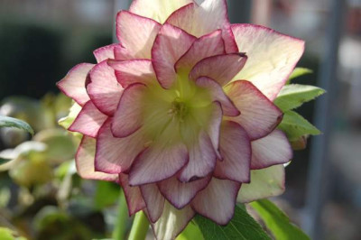 helli04.jpg