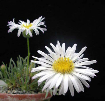 Erigeron_compactus_var._consimillis_2005-05-23.JPG