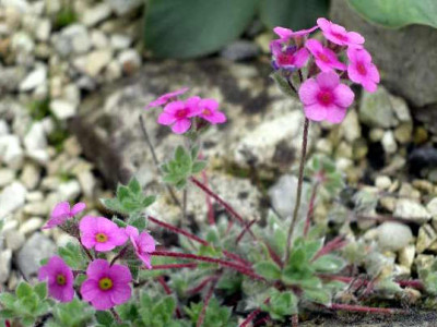 Androsace_villosa_var.jaquemontii_2005-05-21.JPG