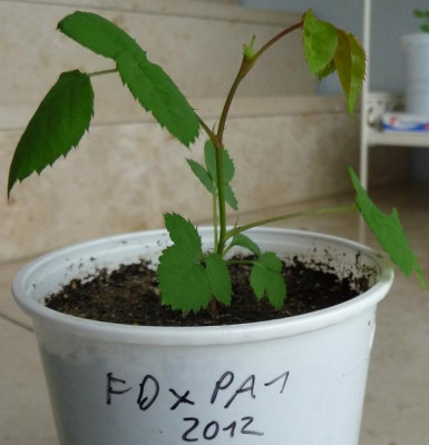 FDxPA1_01.JPG