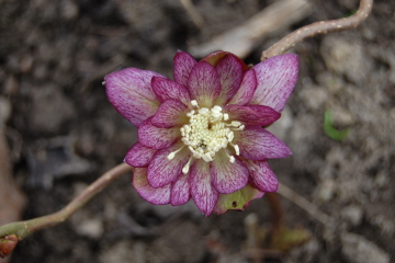 HB5-0312.jpg