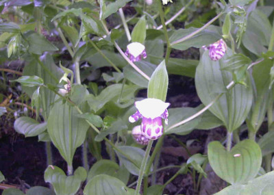Cypripedium_guttatumRimg0368.JPG