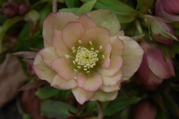 HB6-0312.jpg