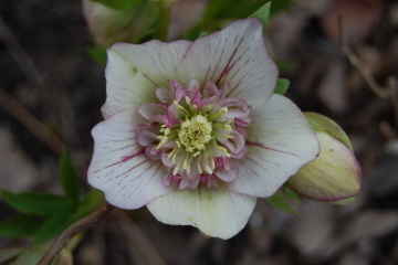 HB11-0312.jpg