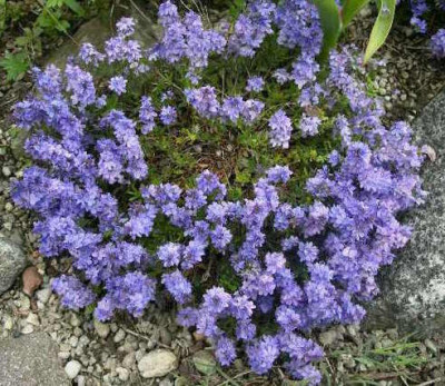 Veronica_prostrata_Blauspiegel_2005-05-21.JPG