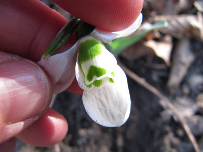 galelw_ora_120206_4.jpg