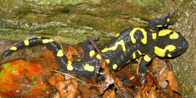 2004-09-10-Feuersalamander.jpg