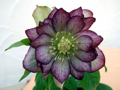 DSCF4823.jpg