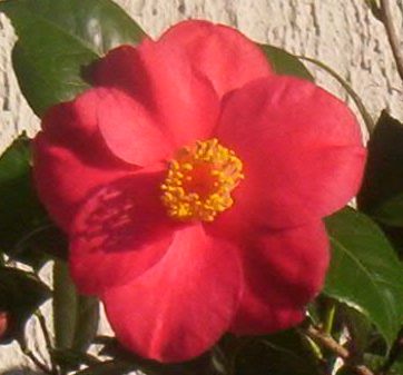 _103_6169__________________________Detail.jpg