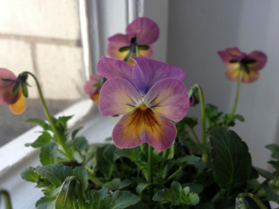 hornveilchen2012_mauve_zg.jpg