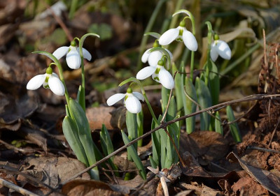 galanthus_elwesii_noname.jpg