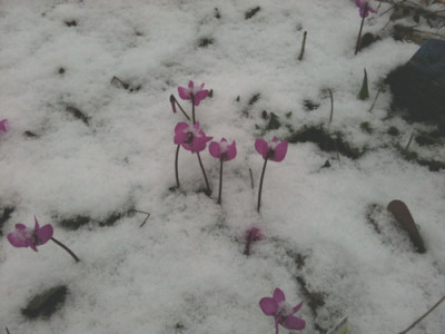 Alpenveilchen_im_Schnee.jpg