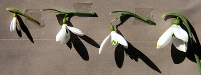 Galanthus_e.Normalo.jpg