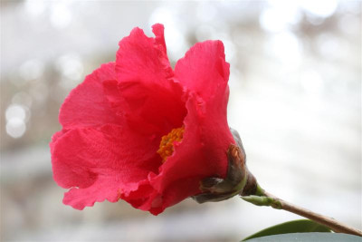 C._chekiangoleosa_Fuyang_08.03.2012_Medium.JPG
