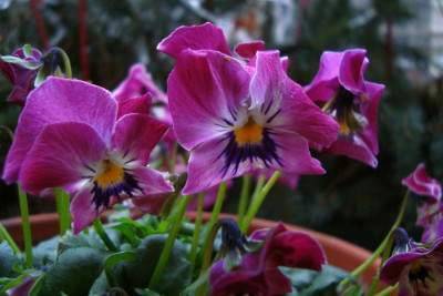 hornveilchen2012_purpur1_zg.jpg