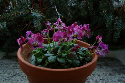 hornveilchen2012_purpur2_zg.jpg