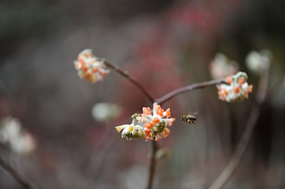 Edgeworthia_chrysantha.jpg