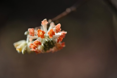 Edgeworthia_chrysantha_Blu776te.jpg
